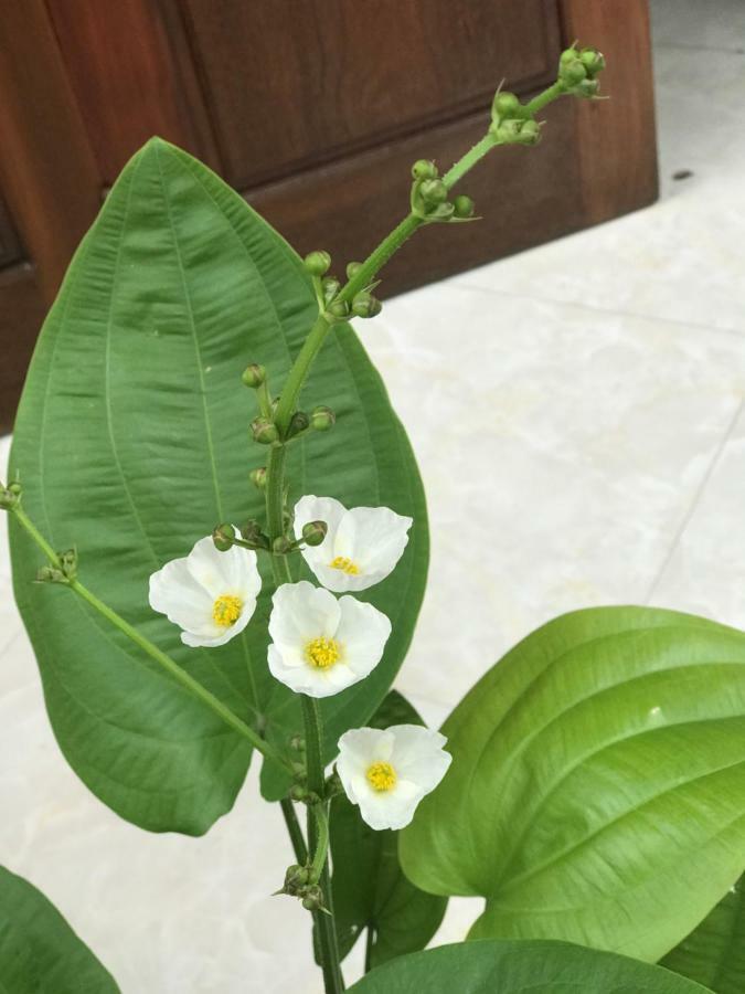Anh Homestay 닌빈 외부 사진